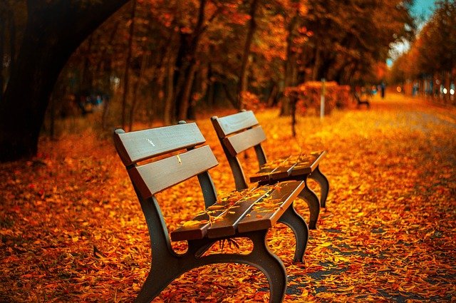 autumn bench